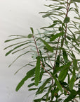 Banksia oblongifolia, Fern-leaved Banksia foliage