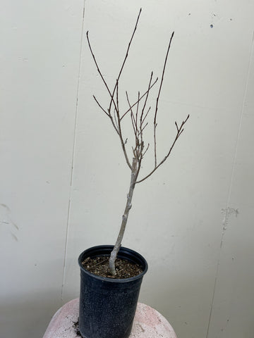 Populus balsamifera ssp. trichocarpa, Black Cottonwood