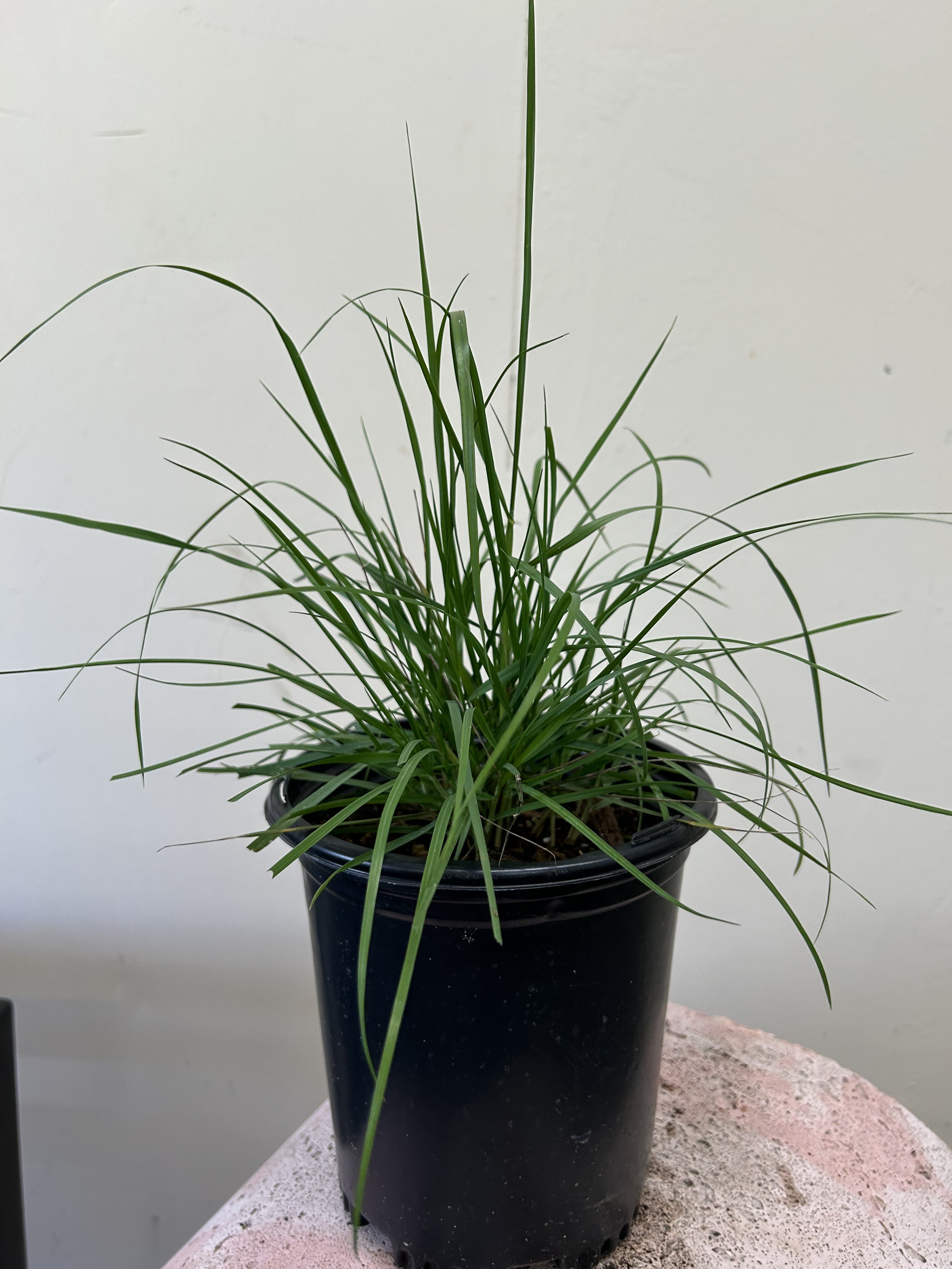 Melica imperfecta, Small Flowered Melica – Plant Material