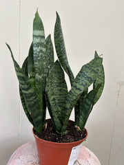 Sansevieria Robusta