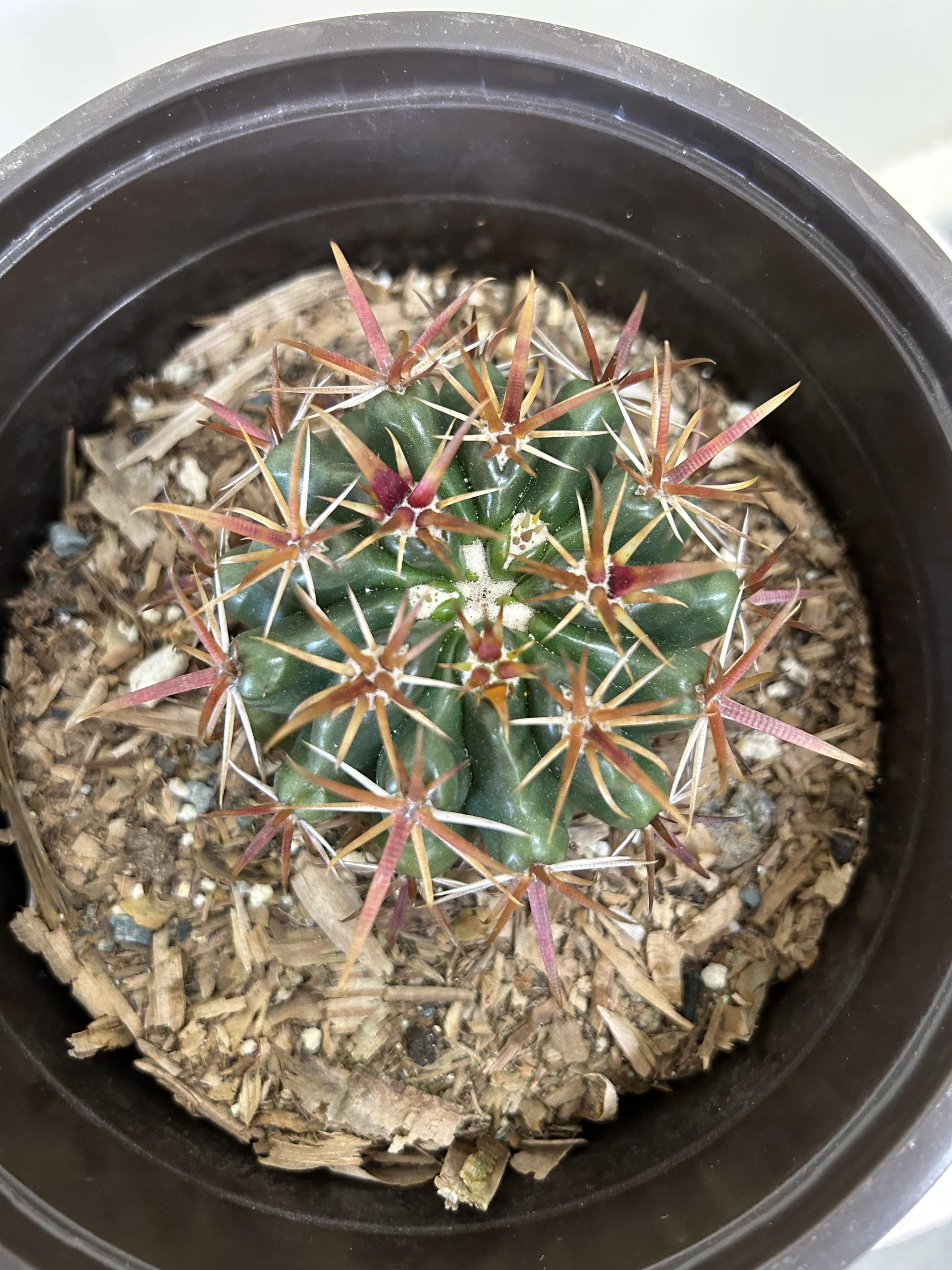 Ferocactus viridescens, San Diego Barrelcactus