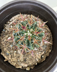 Ferocactus viridescens, San Diego Barrelcactus