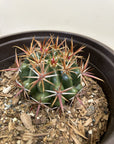 Ferocactus viridescens, San Diego Barrelcactus