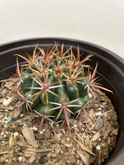 Ferocactus viridescens, San Diego Barrelcactus