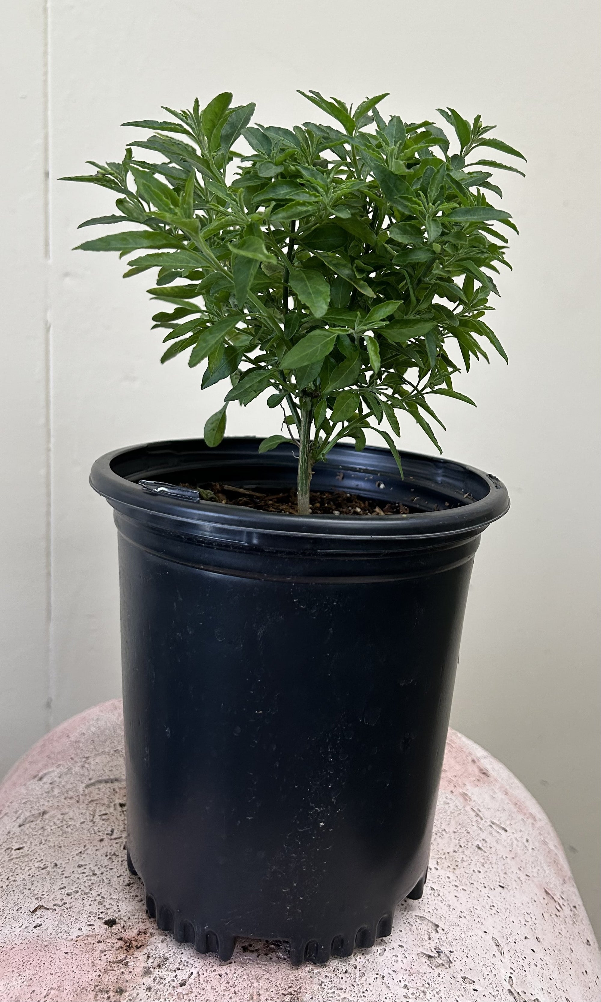 Solanum xantii, Purple Nightshade