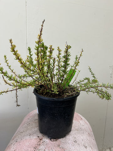 Eriogonum fasciculatum var. foliolsum, Eastern Mojave Buckwheat