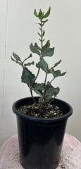 Garrya elliptica 'Evie'
