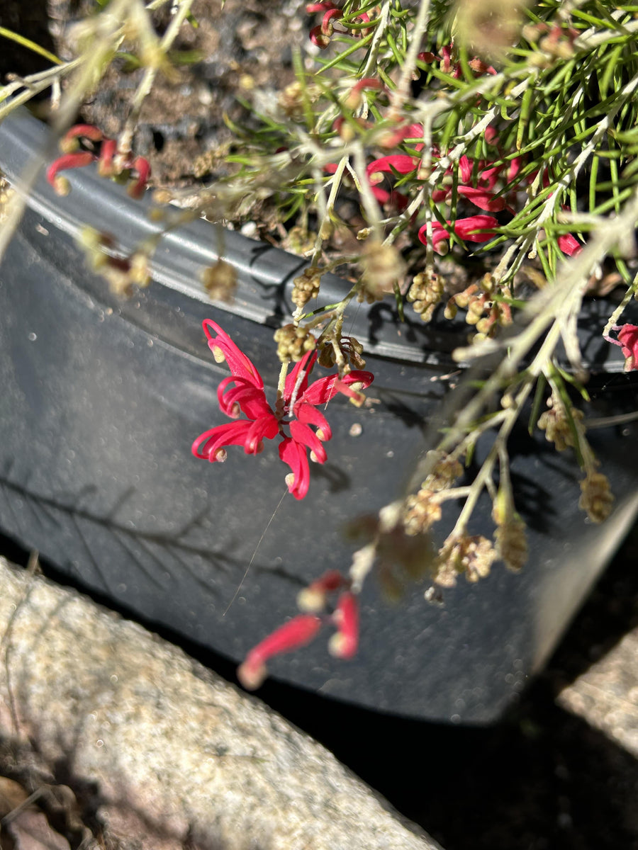 Grevillea 'Canberra Gem' Flower