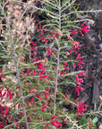 Grevillea 'Canberra Gem'