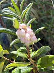 Xylococcus bicolor, Mission Manzanita flower