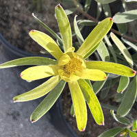 Leucadendron Yellow Tulip flower