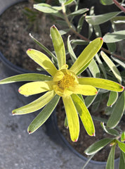 Leucadendron Yellow Tulip flower