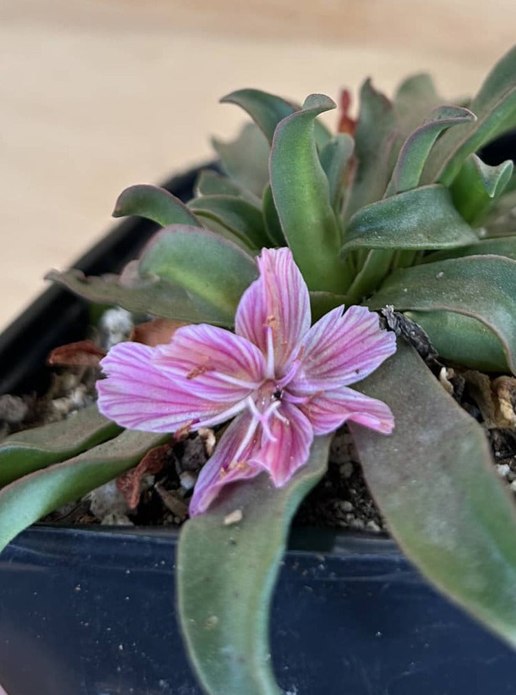 Lewisia longipetala 'Little Plum’ flower