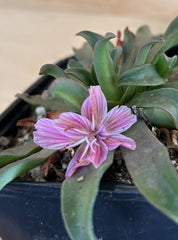 Lewisia longipetala 'Little Plum’ flower