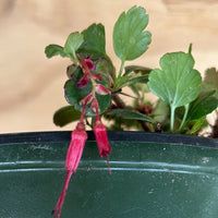 Ribes speciosum, Fuchsiaflower Gooseberry flower