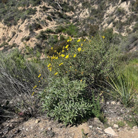 Encelia californica, Bush sunflower