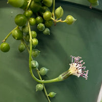 Senecio rowleyanus (String of Pearls) flower