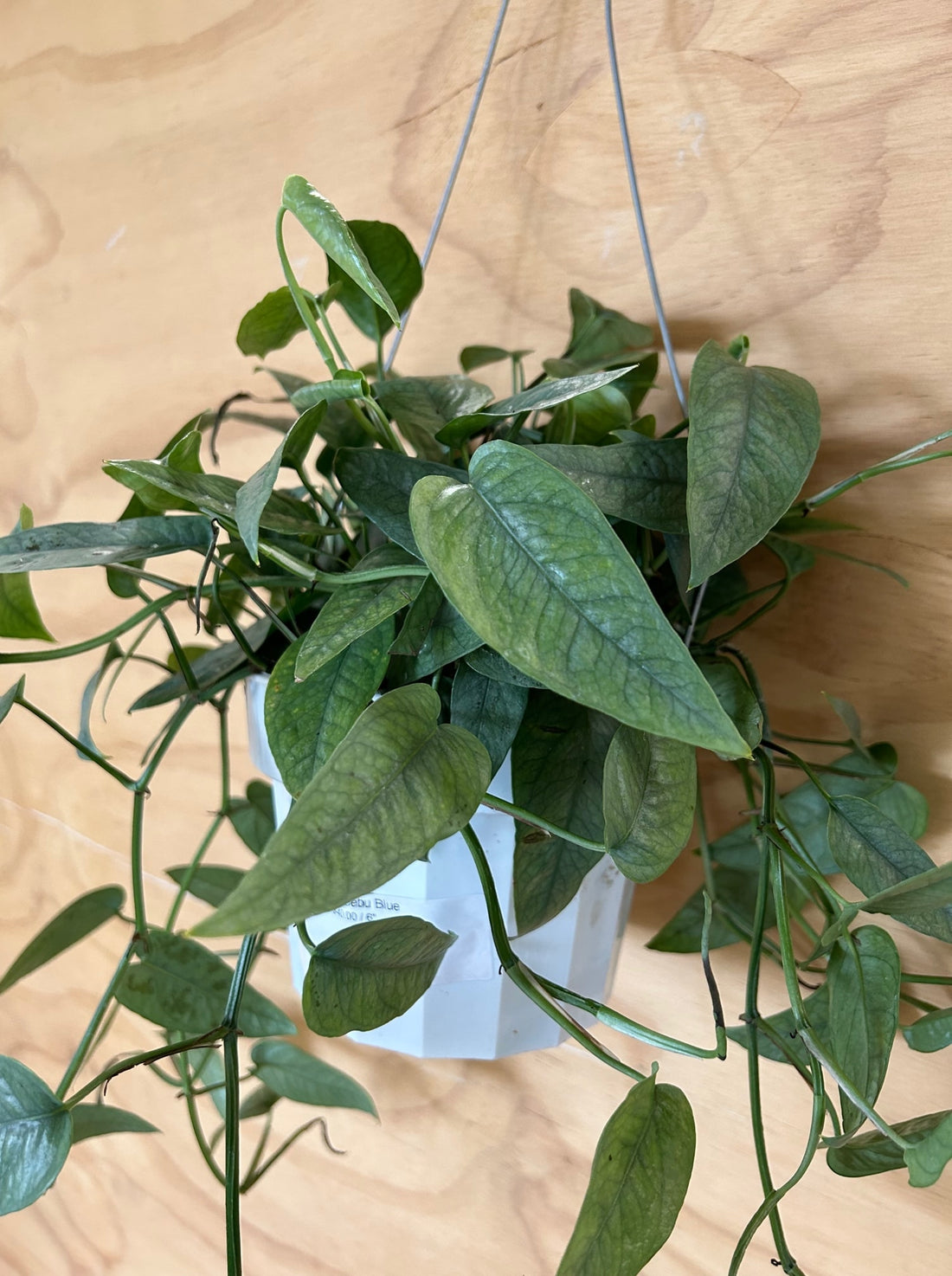 cebu blue pothos for sale philippines Pothos Cebu Blue – Plant Material