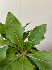 Munzothamnus blairii, Blair's Stephanomeria foliage