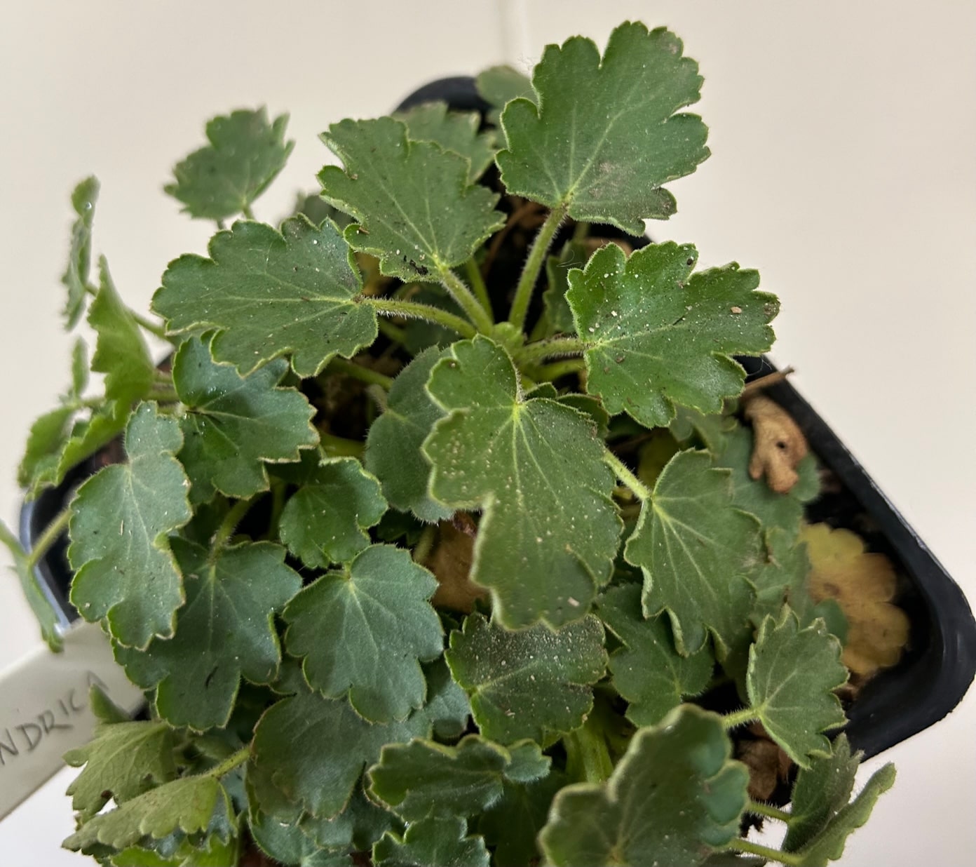 Heuchera cylindrica, Alpine Alumroot foliage