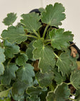 Heuchera cylindrica, Alpine Alumroot foliage