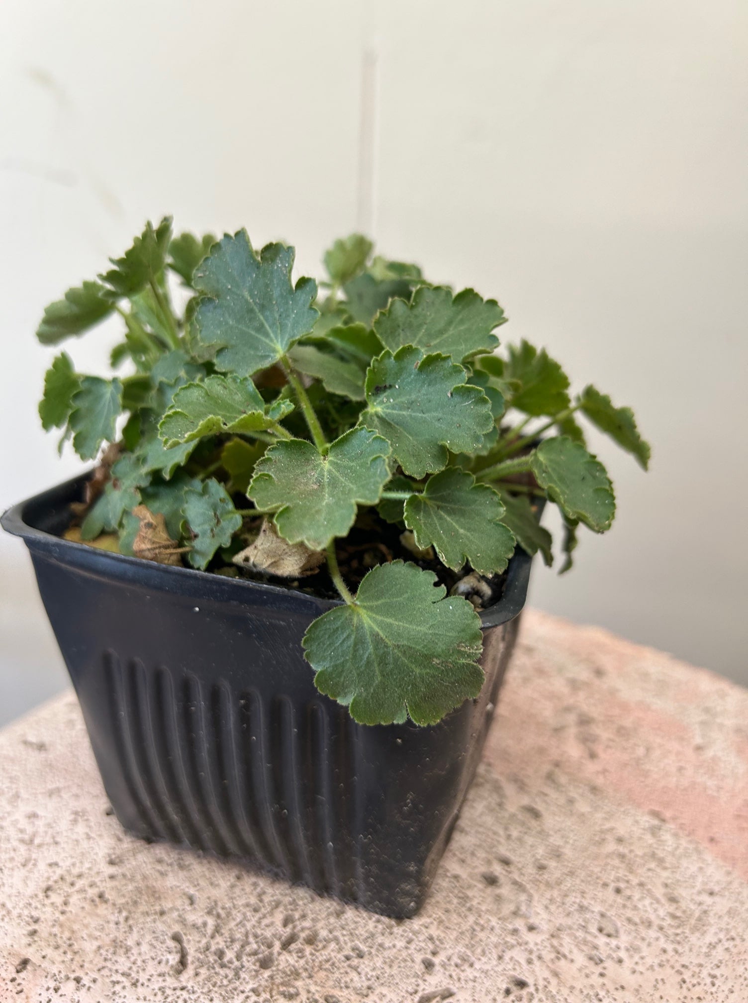 Heuchera cylindrica, Alpine Alumroot