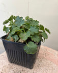 Heuchera cylindrica, Alpine Alumroot
