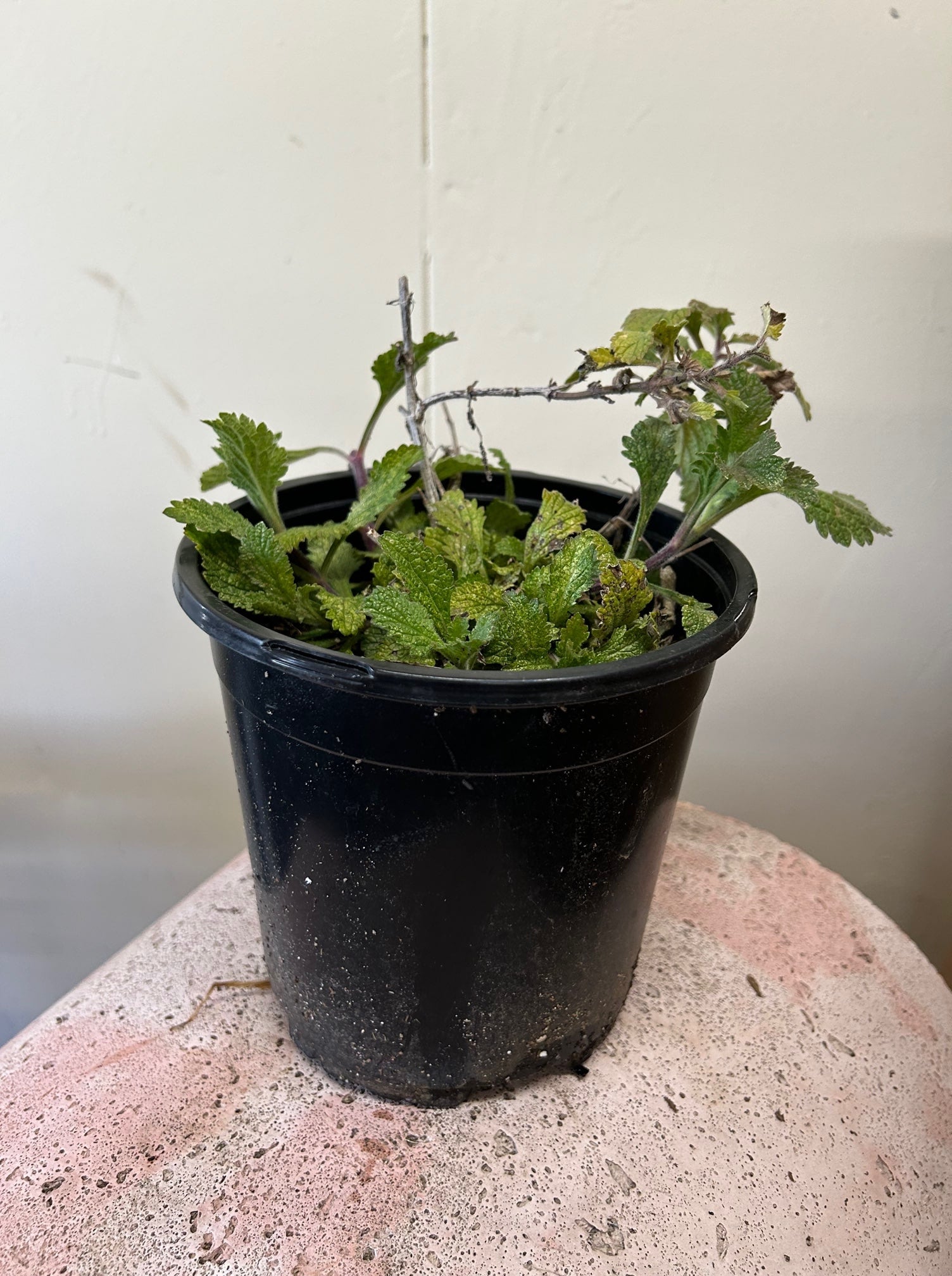 Verbena lasiostachys, Western Vervain