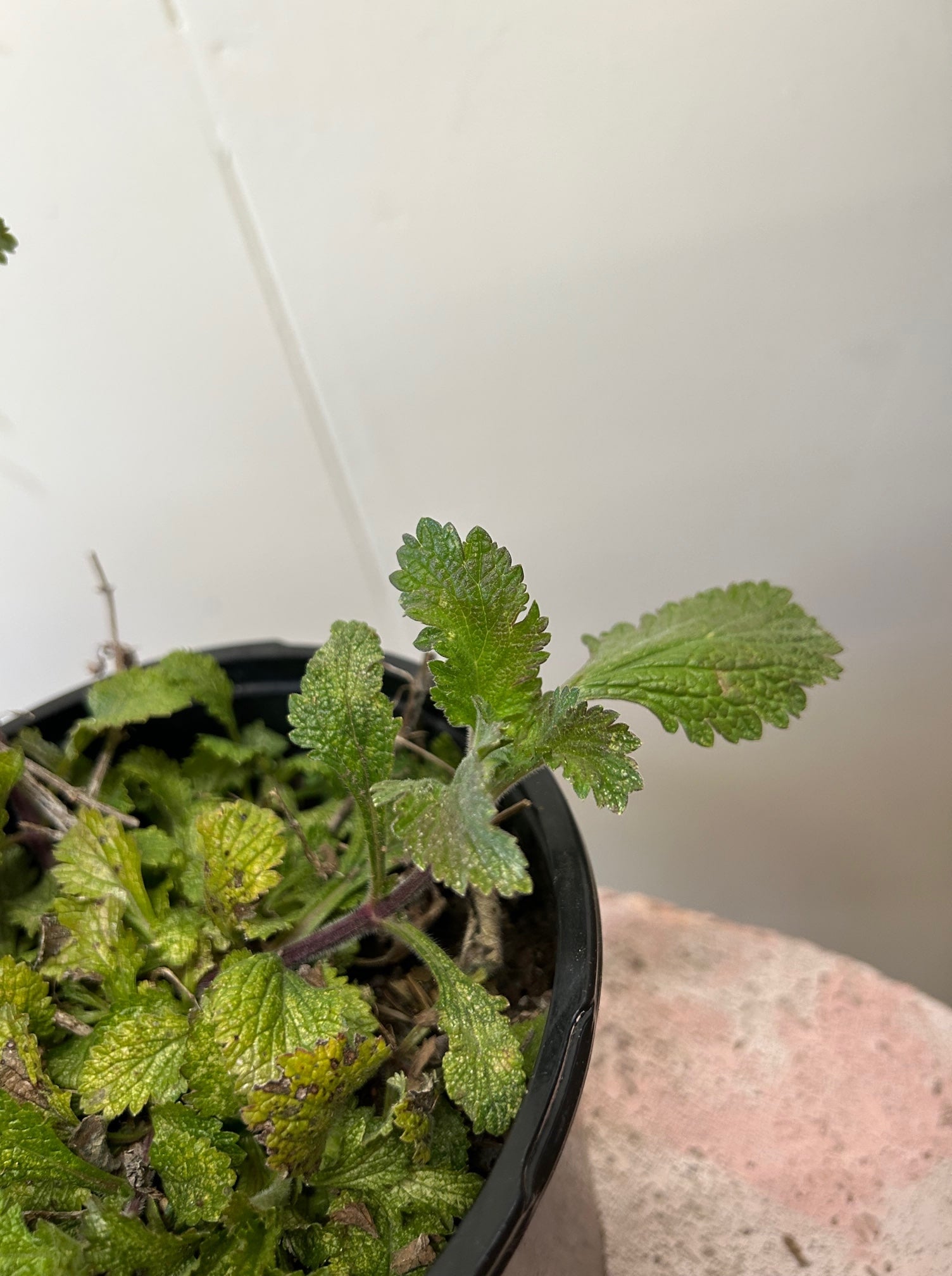 Verbena lasiostachys, Western Vervain foliage