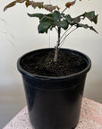 Mahonia aquifolium, Oregon Grape 1 Gallon