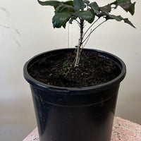 Mahonia aquifolium, Oregon Grape 1 Gallon