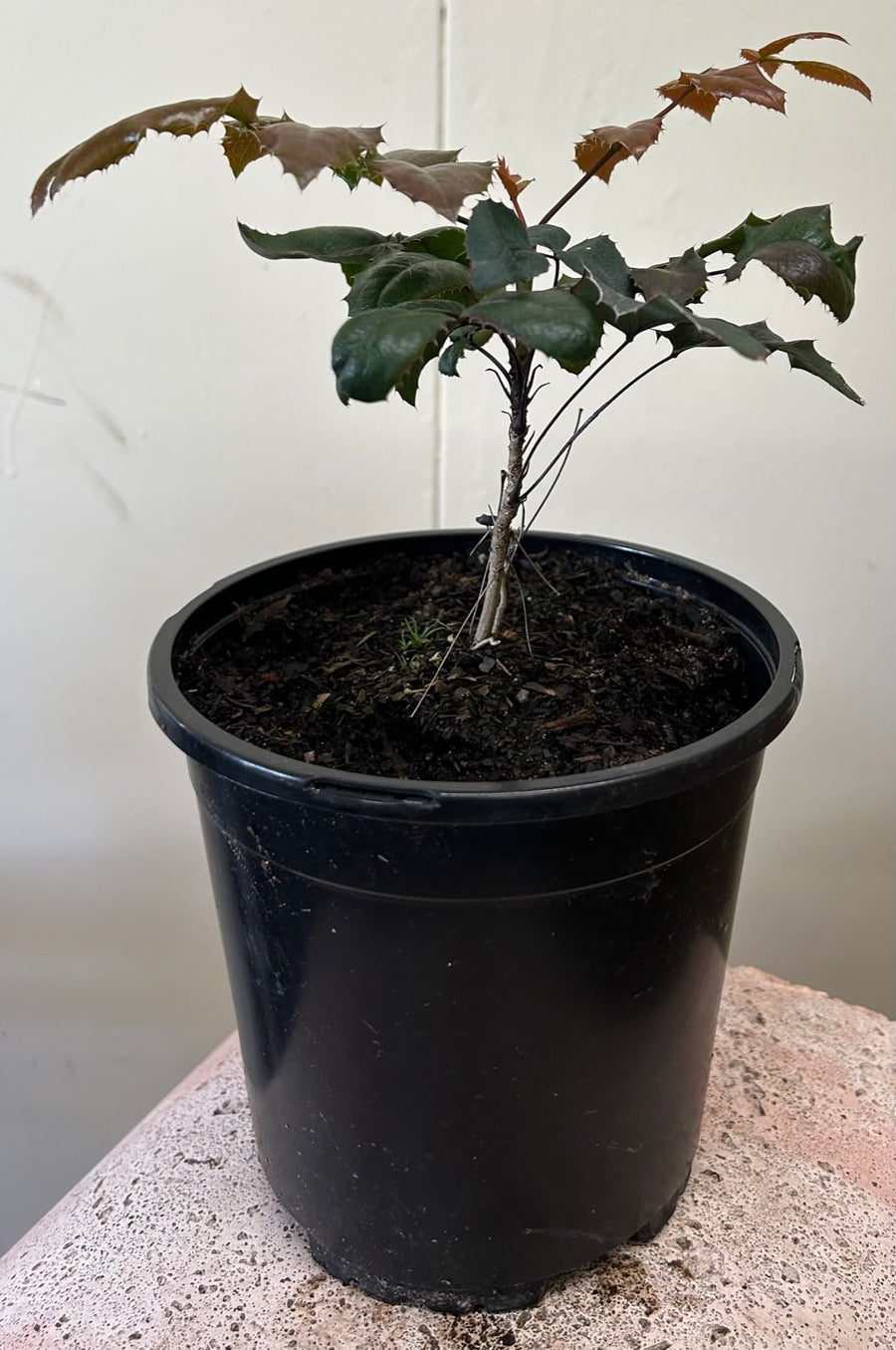 Mahonia aquifolium, Oregon Grape 1 Gallon