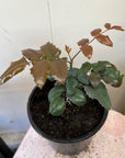 Mahonia aquifolium, Oregon Grape