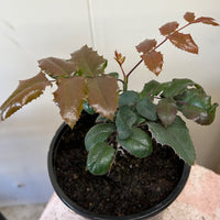 Mahonia aquifolium, Oregon Grape