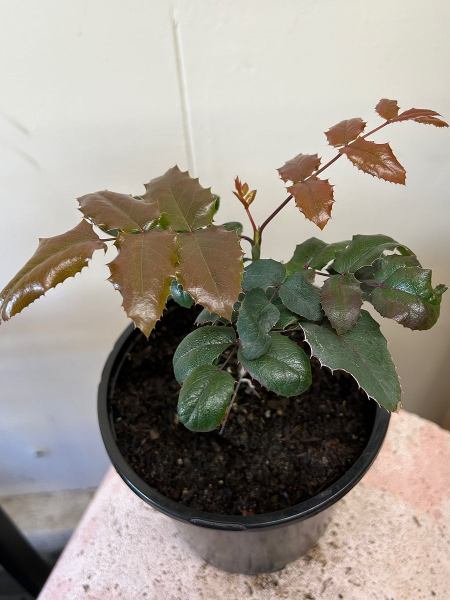 Mahonia aquifolium, Oregon Grape