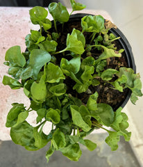 Dichondra occidentalis, Western Ponysfoot