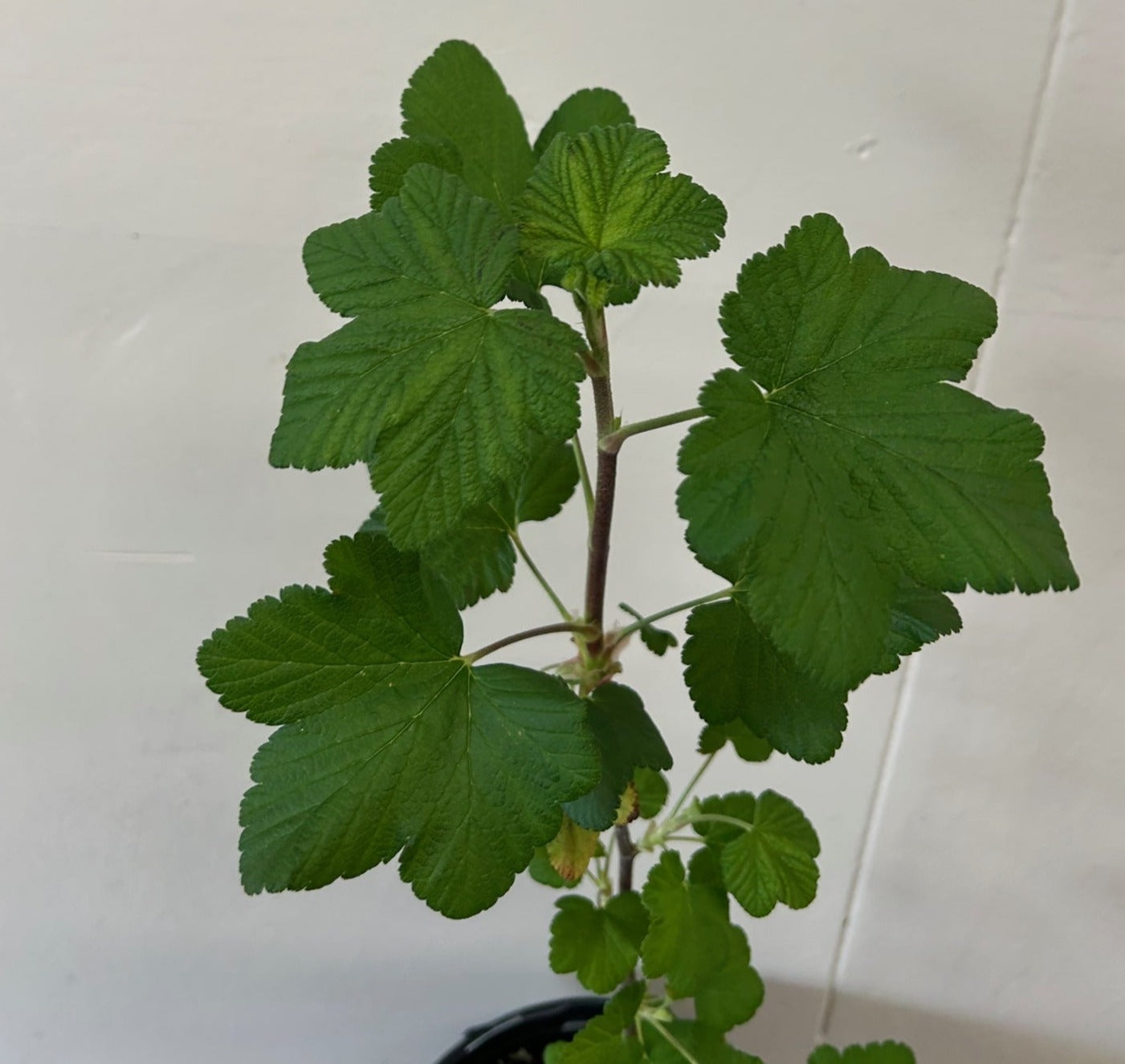 Ribes sanguineum 'Claremont'