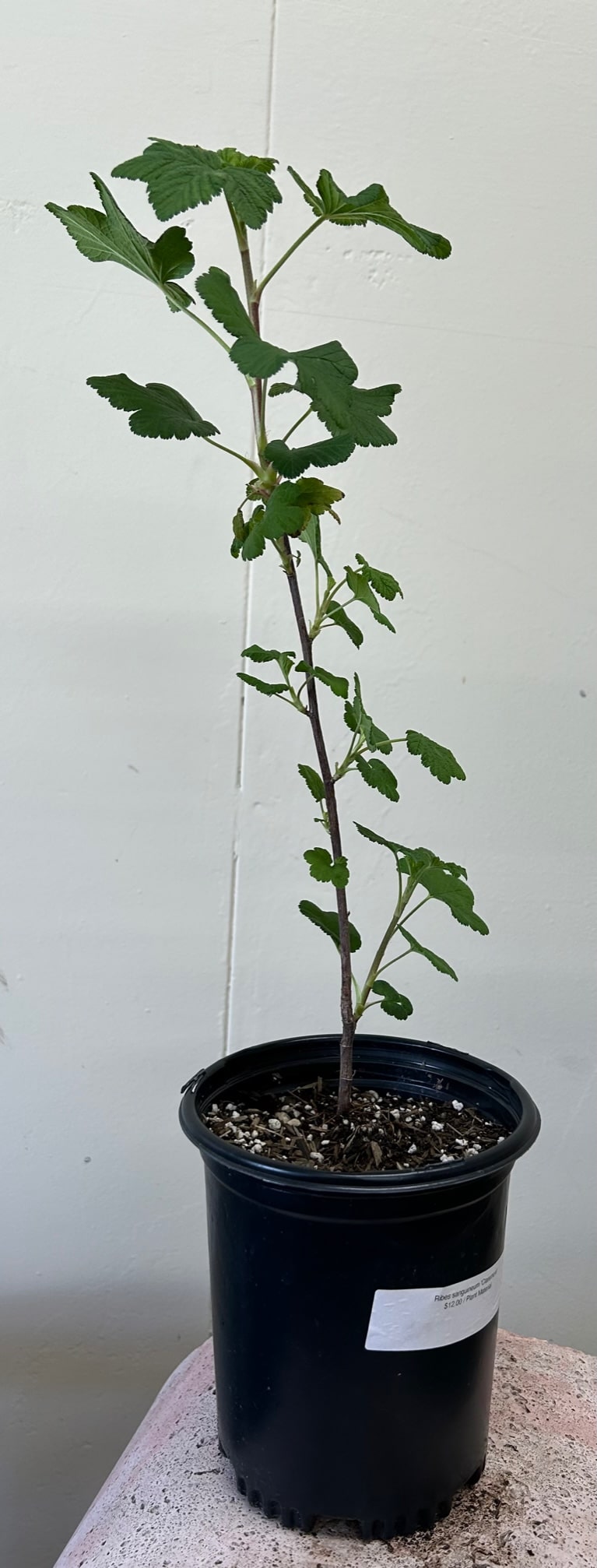 Ribes sanguineum 'Claremont' 1 Gallon