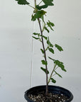 Ribes sanguineum 'Claremont' 1 Gallon