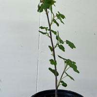 Ribes sanguineum 'Claremont' 1 Gallon