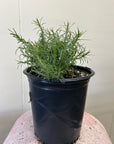 Zauschneria cana, Epilobium canum 1 Gallon