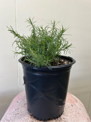 Zauschneria cana, Epilobium canum 1 Gallon