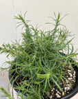 Zauschneria cana, Epilobium canum