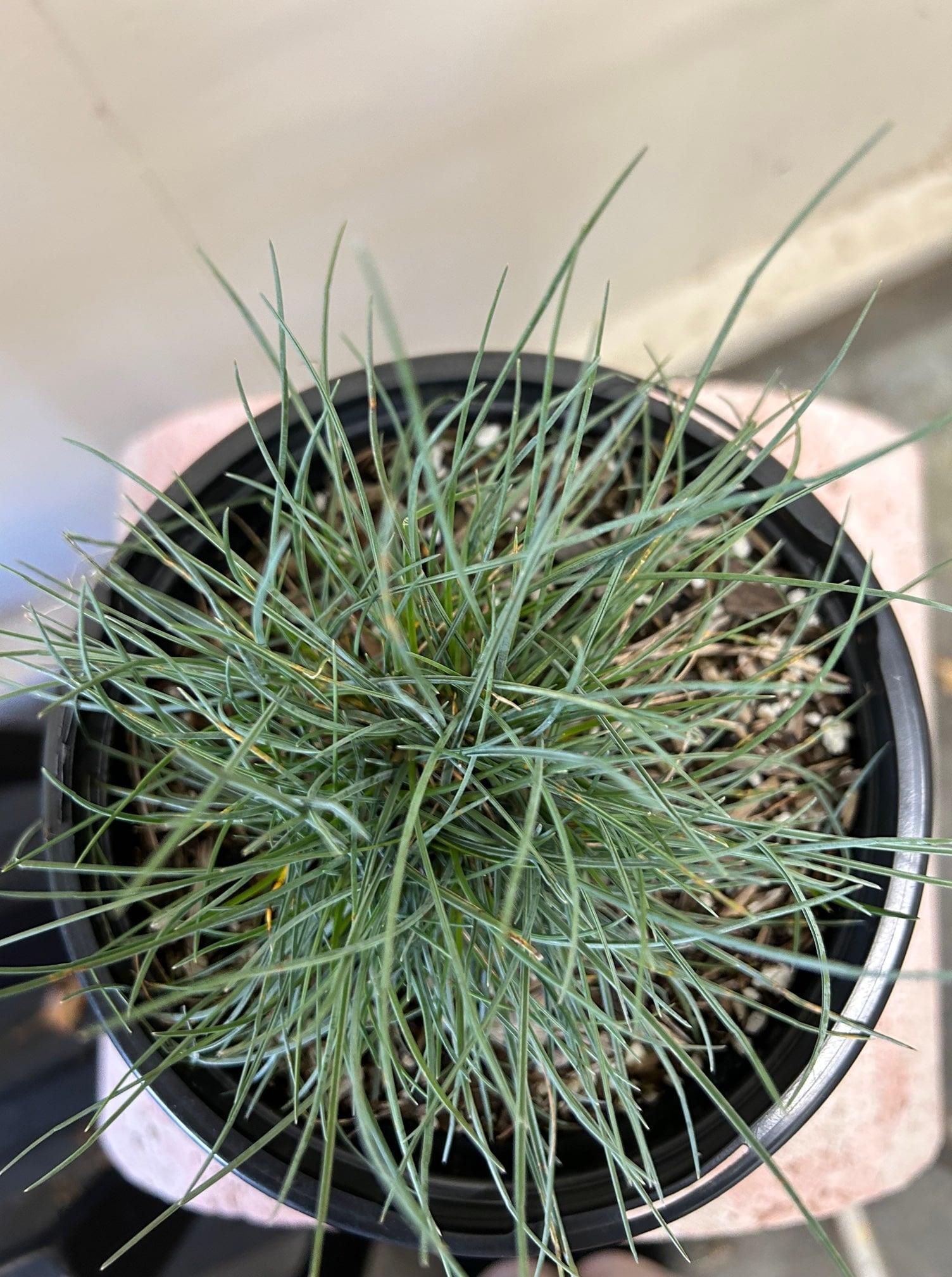 Festuca rubra 'Patrick's Point'