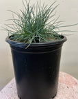 Festuca rubra 'Patrick's Point' 1 Gallon