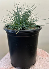 Festuca rubra 'Patrick's Point' 1 Gallon