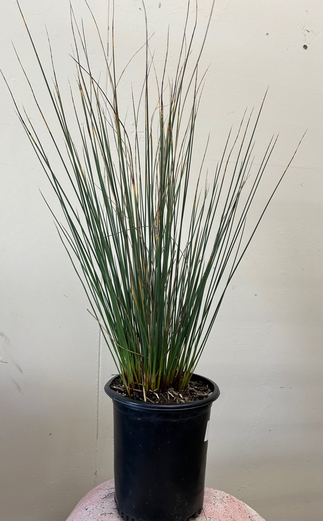grassy indoor plants Juncus patens 'Will Fleming' – Plant Material
