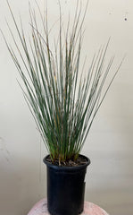 Juncus patens 'Will Fleming'