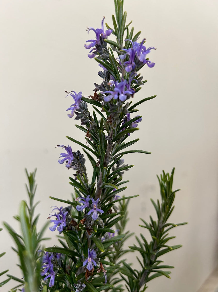 Rosmarinus officinalis 'Barbeque' Flowers