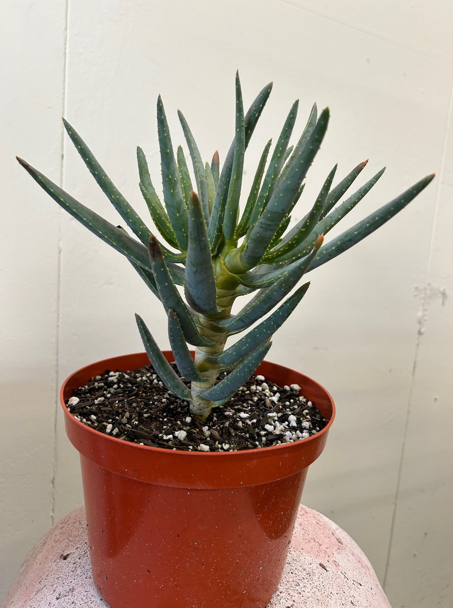 Aloe dichotoma, Quiver Tree 6" Pot